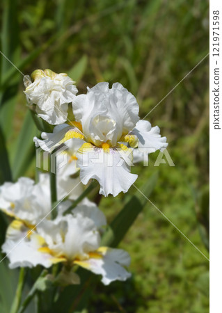Tall Bearded Iris Goldkist Tall Bearded Iris Goldkist 121971598