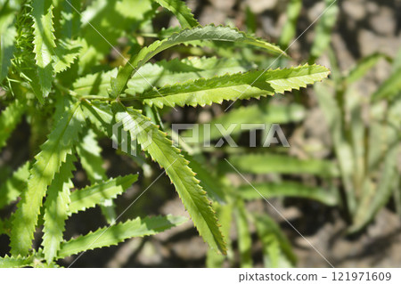 White Oriental Burnet 121971609