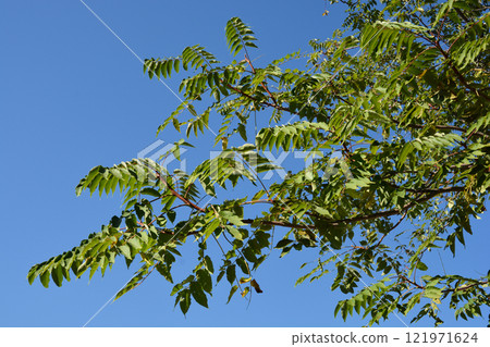 Tree of heaven 121971624