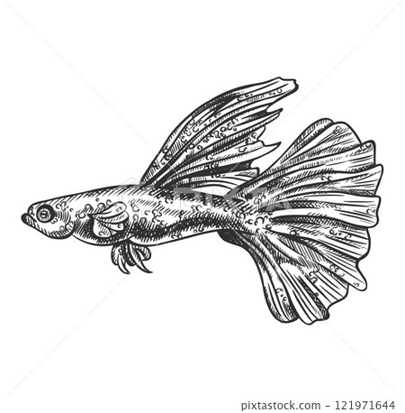 Vector illustration of guppy sea fish. A tropical underwater animal. Tropical element of natural world. For postcards, prints. Hand drawn textured sketch in black and white on isolated background Vector illustration of guppy sea fish. A tropical underwater animal. Tropical element of natural world. For postcards, prints. Hand drawn textured sketch in black and white on isolated background 121971644