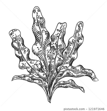 Vector illustration of sea and ocean seaweed plant. Isolated object on a white background. Tropical underwater element of natural bottom world. Hand drawn textured sketch on isolated background Vector illustration of sea and ocean seaweed plant. Isolated object on a white background. Tropical underwater element of natural bottom world. Hand drawn textured sketch on isolated background 121971646