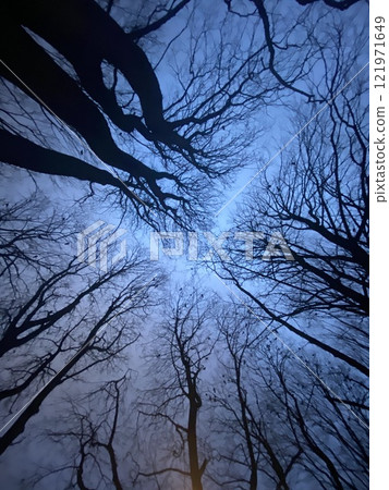 Northern Europe, Norway, Forest Sky Northern Europe, Norway, Forest Sky 121971649