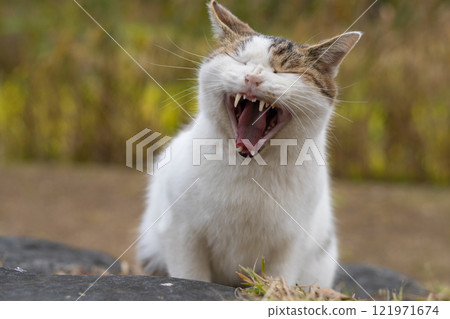 Autumnal silver grass and a stray cat with a brown tabby pattern meowing loudly on the rocks of a natural park Autumnal silver grass and a stray cat with a brown tabby pattern meowing loudly on the rocks of a natural park 121971674