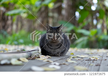 A cute and fluffy stray cat with a tabby pattern at Bashoen in a Japanese flag composition 121971675