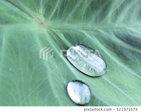 Taro leaf Taro leaf 121971678