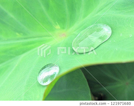 Taro leaf Taro leaf 121971680