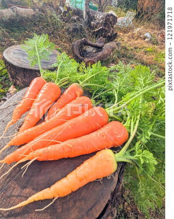 剛採摘的胡蘿蔔 剛採摘的胡蘿蔔 121971718