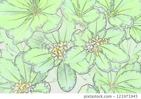 CG image illustration: Door tree used for warding off evil spirits, Pittosporum tobira, found along the coast 121971945