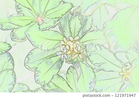 CG image illustration: Door tree used for warding off evil spirits, Pittosporum tobira 2, seen along the coast 121971947