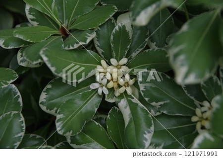 一種門樹，也可用作護身符。 121971991