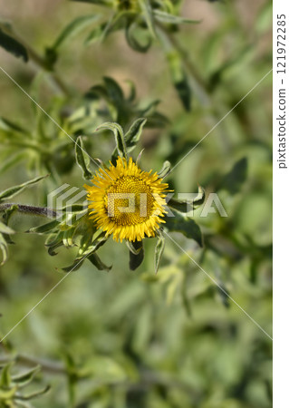 Spiny starwort Spiny starwort 121972285