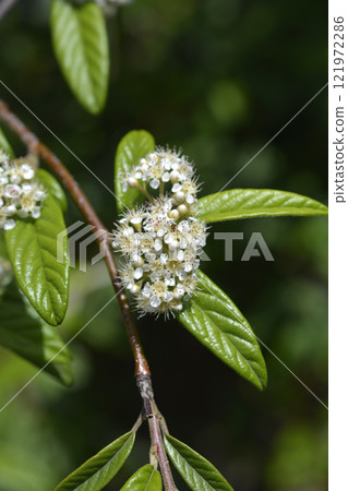 Willow-leaved cotoneaster Willow-leaved cotoneaster 121972286