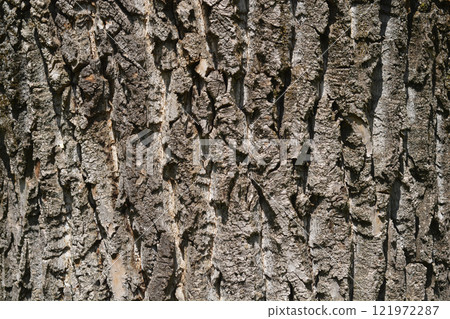 Candadian poplar Candadian poplar 121972287