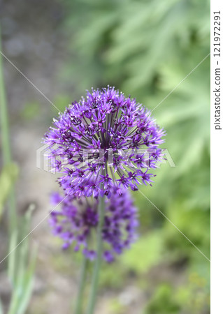 Flowering Onion Purple Sensation Flowering Onion Purple Sensation 121972291