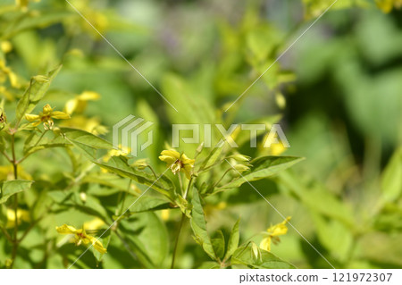 Fringed loosestrife 121972307