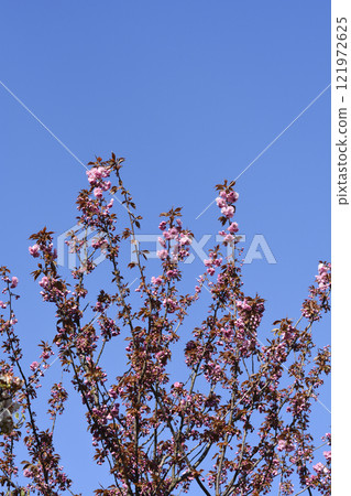 Japanese flowering cherry Kanzan 121972625