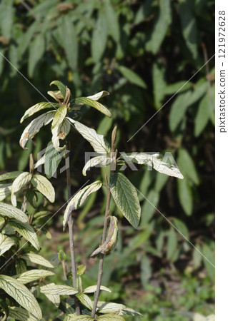 Variegated leatherleaf viburnum 121972628