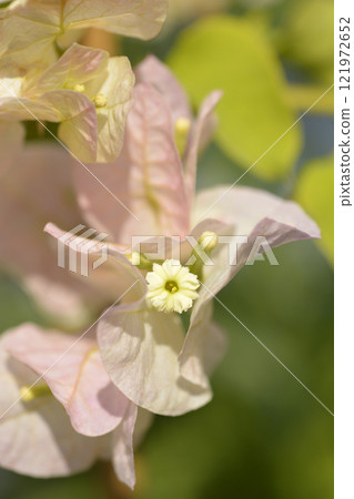 Bougainvillea Mary Palmers Enchantment 121972652