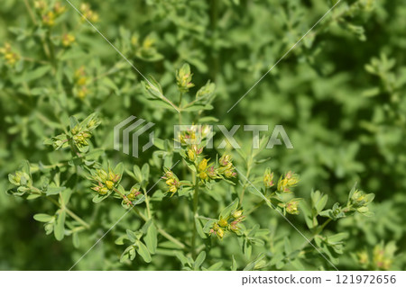 Perforate St Johns-wort Perforate St Johns-wort 121972656