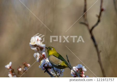 Mejiro吮吸梅花的蜂蜜 Mejiro吮吸梅花的蜂蜜 121972757
