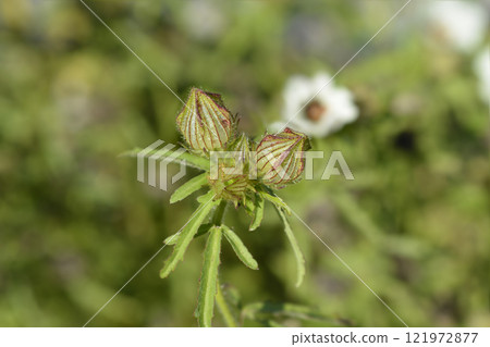 Flower-of-an-hour 121972877