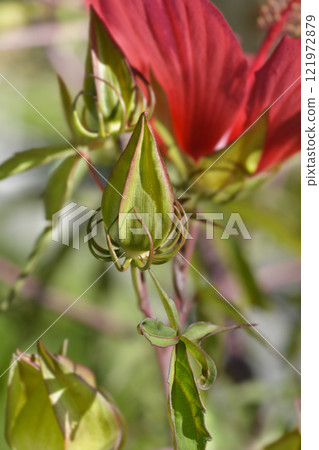 Scarlet rosemallow 121972879