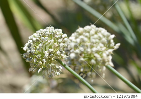 Garden onion seed head Garden onion seed head 121972894