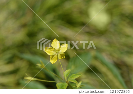 Fringed loosestrife Fringed loosestrife 121972895