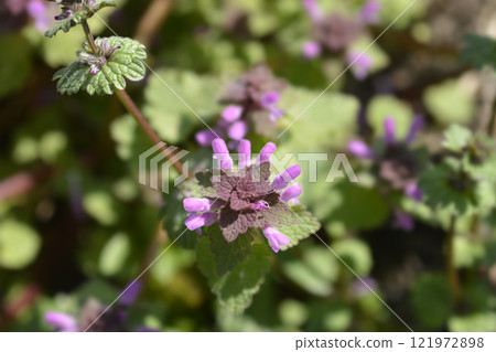 Red dead-nettle 121972898