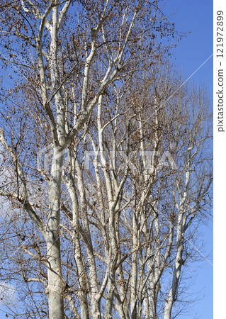 London plane 121972899