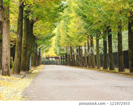 靜岡縣，一排排銀杏樹景觀，十一月 121972933