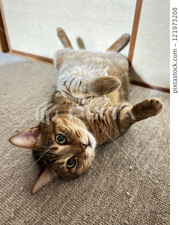 【保護貓】4歲的虎斑貓躺在日式房間的地毯上，做出可愛的手勢 121973208