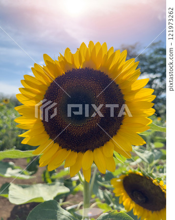 One pretty sunflower plant 121973262