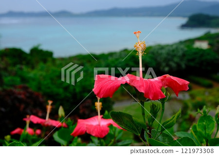 Hibiscus flowerbed at Tamatori Cape Observatory 121973308