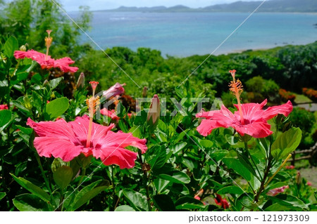 玉岬展望台的芙蓉花壇 121973309