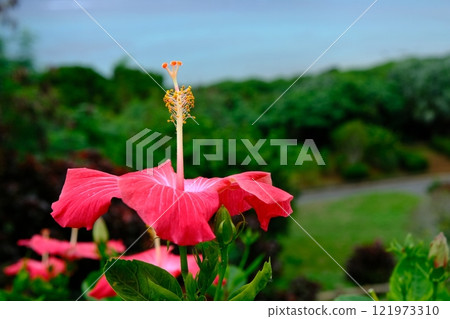 Hibiscus flowerbed at Tamatori Cape Observatory 121973310
