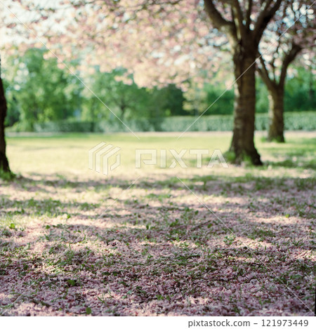 Double cherry blossoms in full bloom in spring 121973449