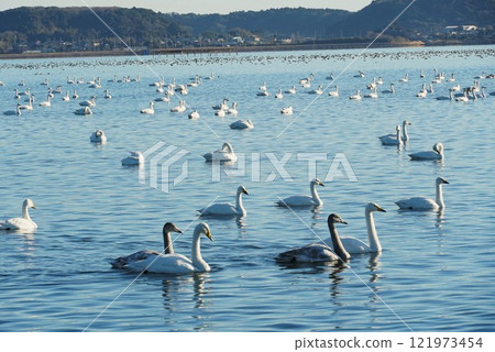 New Year's scenery at Lake Kitaura, where swans gather, Shiratori no Sato 121973454