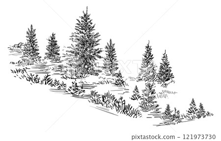 Hand drawing spruce trees vector illustration 121973730