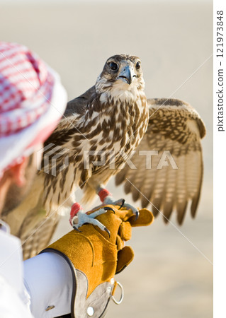 Anonymous Arab Man, Falconer Holding a Falcon his Glove in the Desert Anonymous Arab Man, Falconer Holding a Falcon his Glove in the Desert 121973848