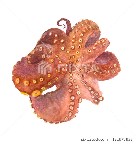 Fried octopus watercolor illustration isolated on white. High quality hand-drawn sea clip art perfect for cook books, blog posts, recipe ingredient, for posters, cards, kitchen decor and design Fried octopus watercolor illustration isolated on white. High quality hand-drawn sea clip art perfect for cook books, blog posts, recipe ingredient, for posters, cards, kitchen decor and design 121973935