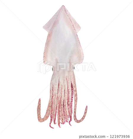 Squid watercolor illustration isolated on white. High quality hand drawn sea creature clip art perfect for blog posts, for posters, cards, notebooks, oceanarium, cook books, kitchen decor and design Squid watercolor illustration isolated on white. High quality hand drawn sea creature clip art perfect for blog posts, for posters, cards, notebooks, oceanarium, cook books, kitchen decor and design 121973936