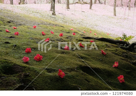 Camellia flowers fallen on a moss field 121974080