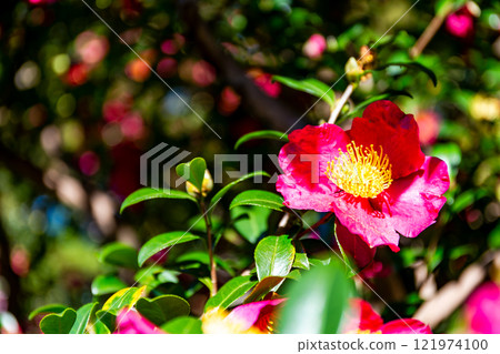 Early winter scenery: Camellia flowers in full bloom, adding colour to winter 121974100