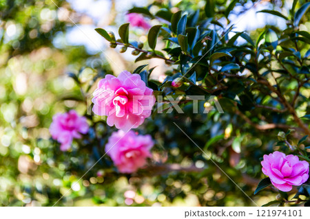 Early winter scenery: Camellia flowers in full bloom, adding colour to winter Early winter scenery: Camellia flowers in full bloom, adding colour to winter 121974101