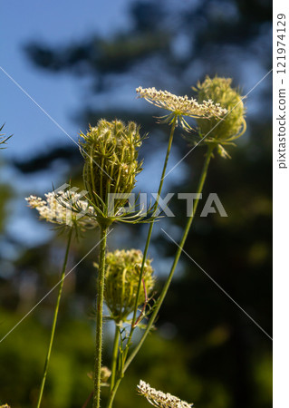 Daucus carota known as wild carrot blooming plant Daucus carota known as wild carrot blooming plant 121974129