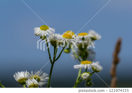 Erigeron annuus known as annual fleabane, daisy fleabane, or eastern daisy fleabane Erigeron annuus known as annual fleabane, daisy fleabane, or eastern daisy fleabane 121974155