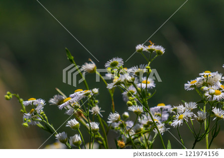 Erigeron annuus known as annual fleabane, daisy fleabane, or eastern daisy fleabane Erigeron annuus known as annual fleabane, daisy fleabane, or eastern daisy fleabane 121974156