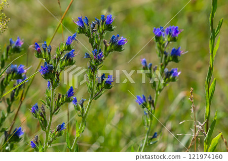 The Echium vulgare flower is a species of herbaceous plant, family Boraginaceae 121974160