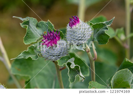Arctium tomentosum, commonly known as the woolly burdock is a species of burdock belonging to the family Asteraceae Arctium tomentosum, commonly known as the woolly burdock is a species of burdock belonging to the family Asteraceae 121974169